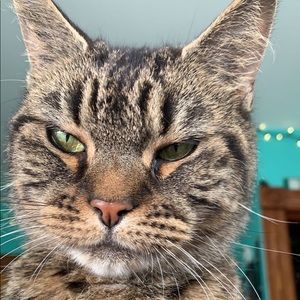 Meet your Posher, Misty
